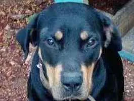 Cachorro raça Rottweiler idade 2 anos nome Roth