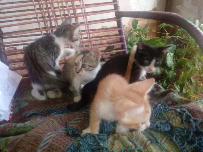 Gato raça vira-lata idade Abaixo de 2 meses nome sem nome