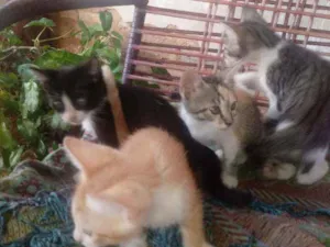 Gato raça vira-lata idade Abaixo de 2 meses nome sem nome