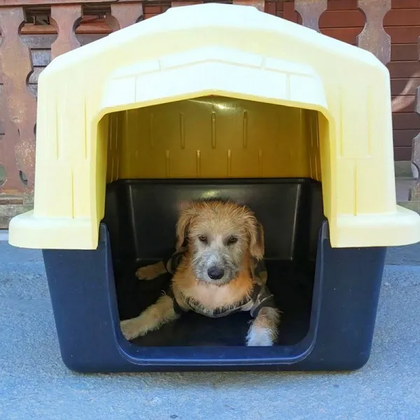 Cachorro ra a srd idade 7 a 11 meses nome Lami