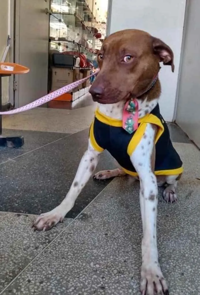 Cachorro ra a Mestiço  idade 7 a 11 meses nome Ralf 