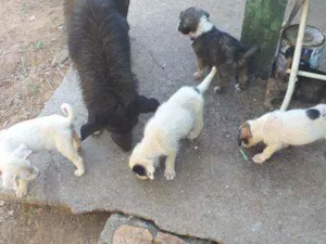 Cachorro raça Viralata idade Abaixo de 2 meses nome Nao tem nome ainda