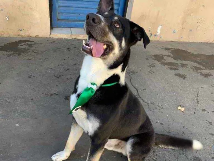 Cachorro ra a SRD idade 1 ano nome fred