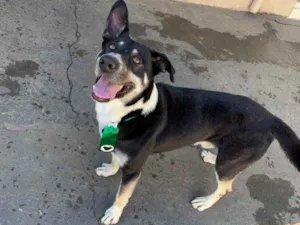 Cachorro raça SRD idade 1 ano nome fred