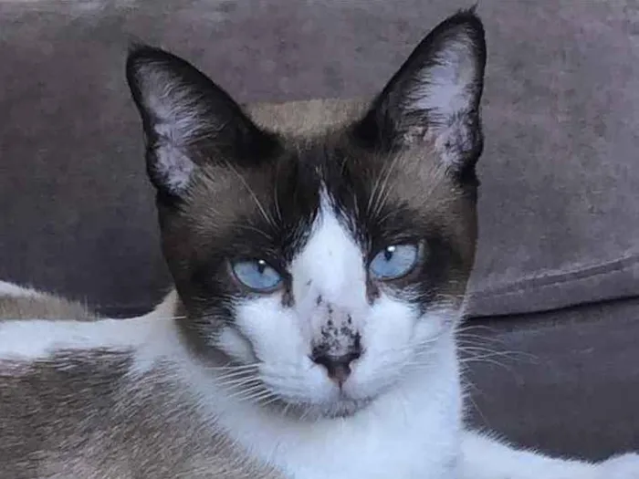 Gato ra a  idade 1 ano nome Bonifácio (Boni)