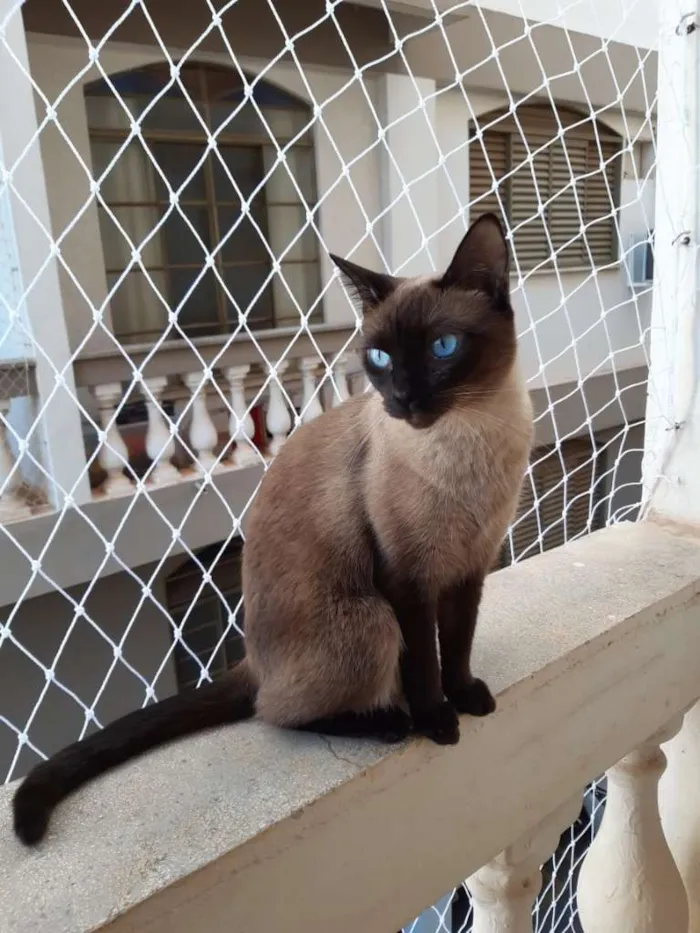 Gato ra a SRD idade 3 anos nome Adultos e castrados.