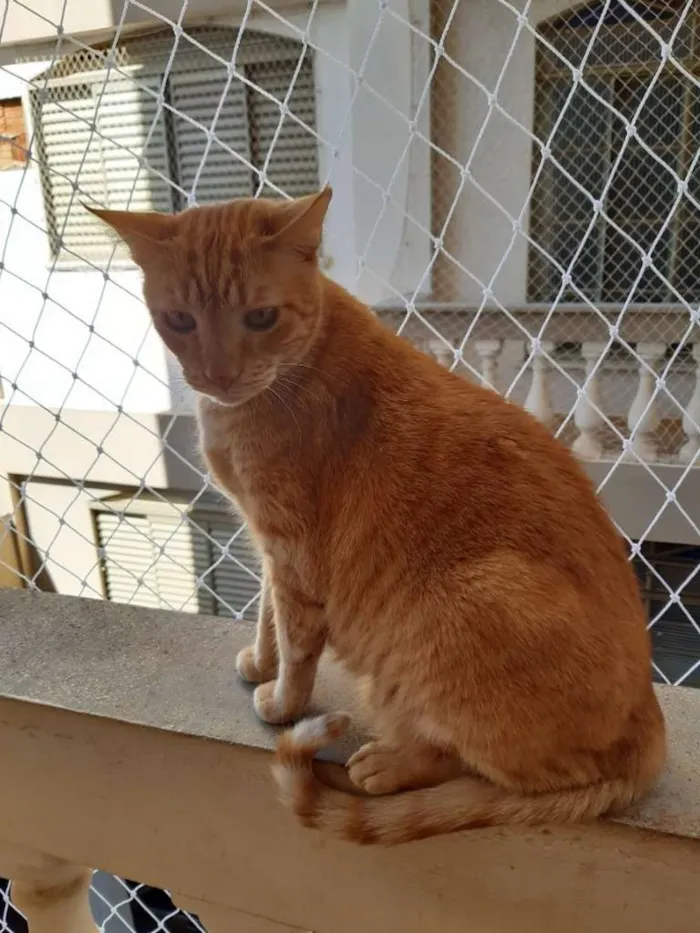 Gato ra a SRD idade 3 anos nome Adultos e castrados.