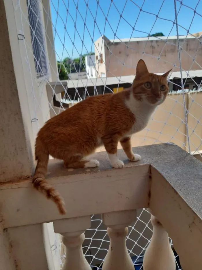 Gato ra a SRD idade 3 anos nome Adultos e castrados.