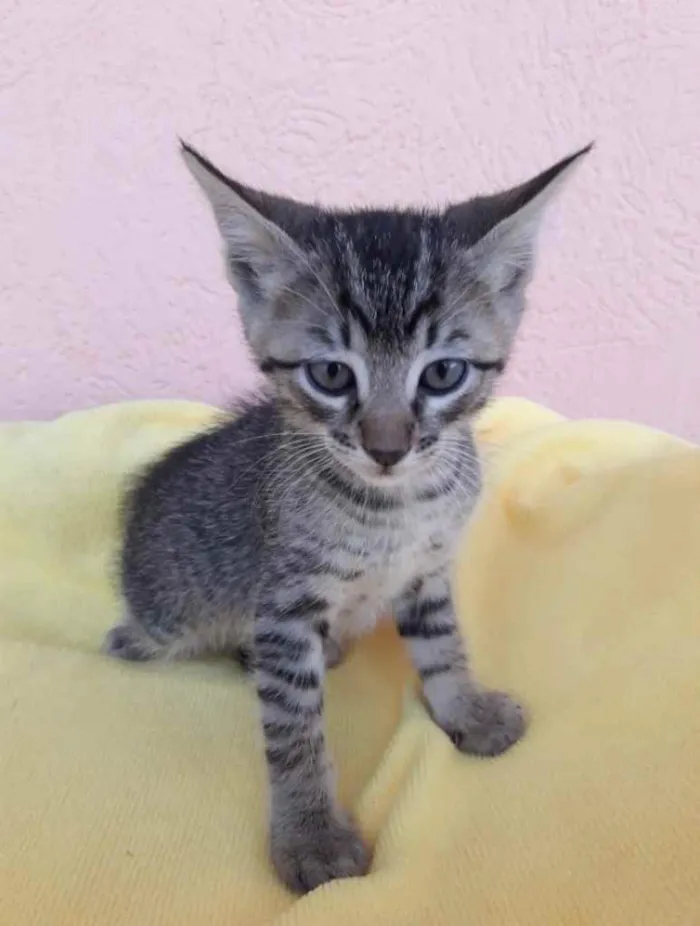 Gato ra a SRD idade 2 a 6 meses nome Bob 