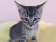 Bob 