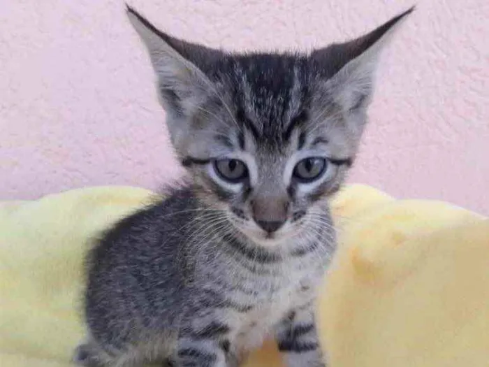 Gato ra a SRD idade 2 a 6 meses nome Bob 