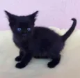 Tino
