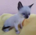 Belinha 