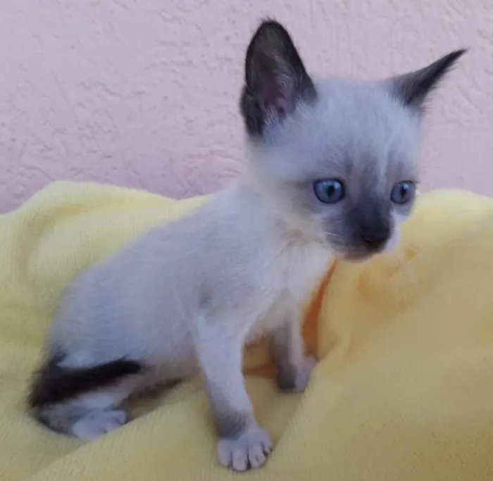 Gato ra a Mestiça  idade 2 a 6 meses nome Belinha 