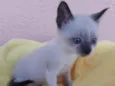 Belinha 