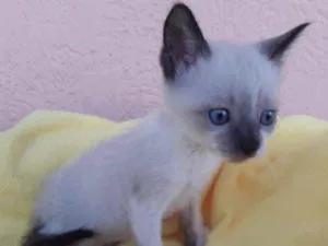 Gato raça Mestiça  idade 2 a 6 meses nome Belinha 