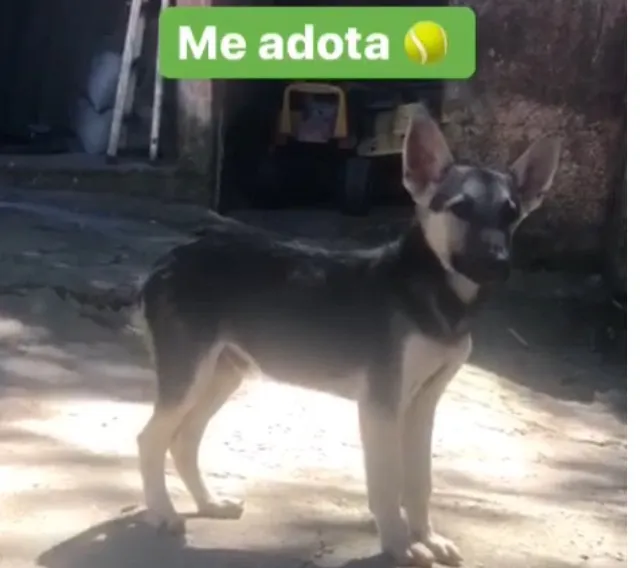 Cachorro ra a srd idade 7 a 11 meses nome Rafa Nadal