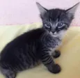 Tico 