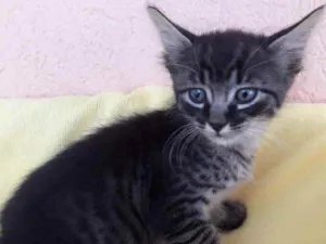 Gato raça SRD idade 2 a 6 meses nome Tico 