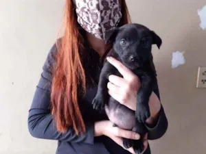 Cachorro raça Srd  idade Abaixo de 2 meses nome Panther