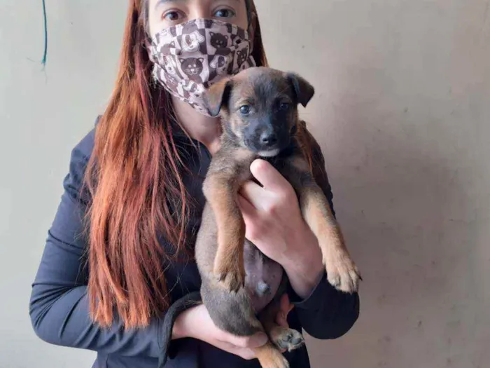 Cachorro ra a Srd idade Abaixo de 2 meses nome Brown