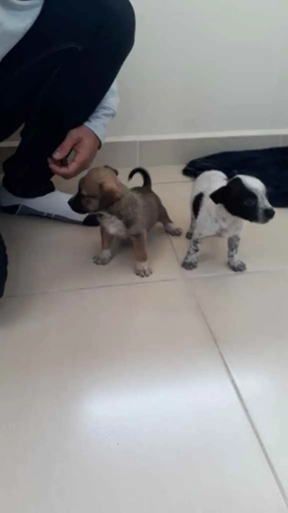 Cachorro ra a  idade 2 a 6 meses nome Fofos 