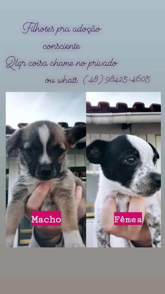 Cachorro ra a  idade 2 a 6 meses nome Fofos 