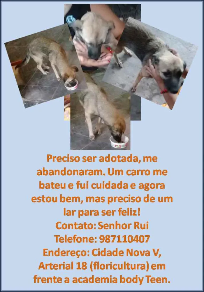 Cachorro ra a SRD idade 2 a 6 meses nome Não sei