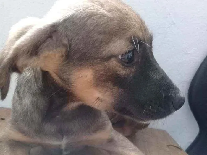 Cachorro ra a Vira lata idade 2 a 6 meses nome Suzy