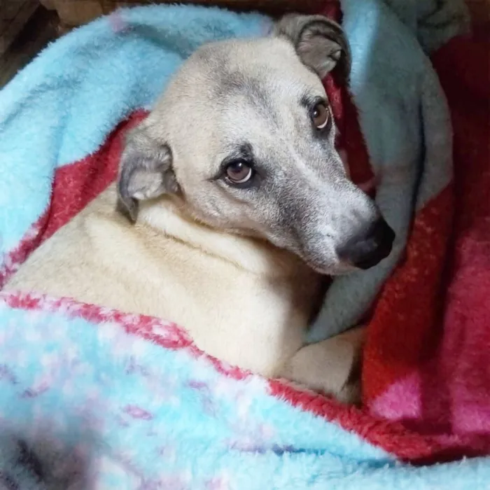 Cachorro raça SRD idade 5 anos nome Milk