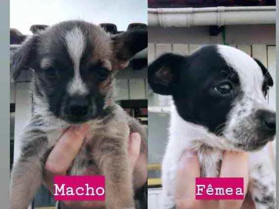 Cachorro ra a  idade 2 a 6 meses nome Fofos 