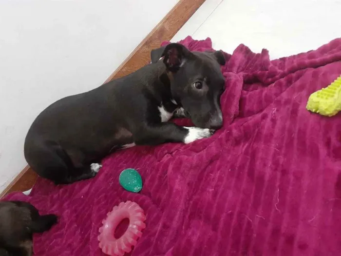 Cachorro ra a  idade 2 a 6 meses nome Não sei 
