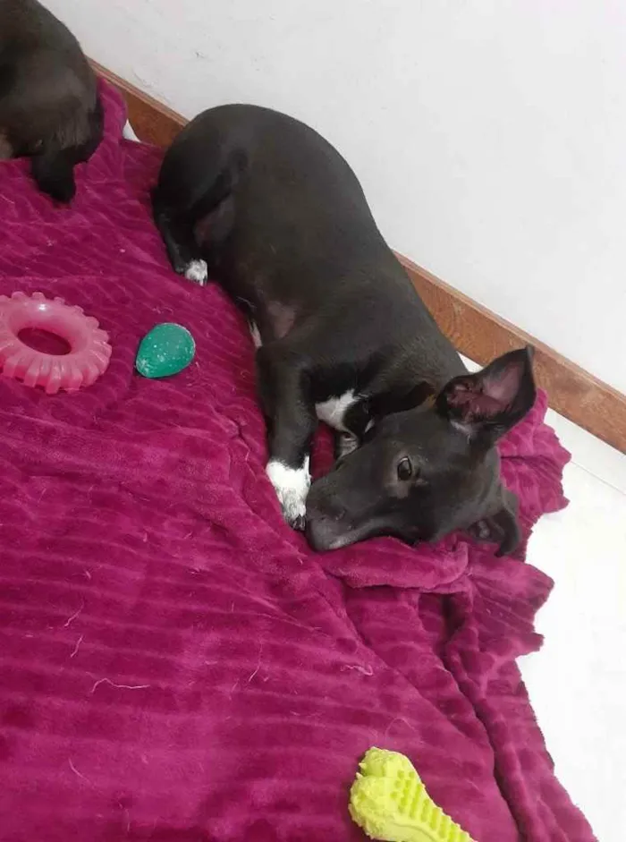 Cachorro ra a  idade 2 a 6 meses nome Não sei 