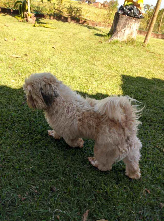 Cachorro ra a Shitzu e Pinchi (suposição) idade 1 ano nome Sem nome