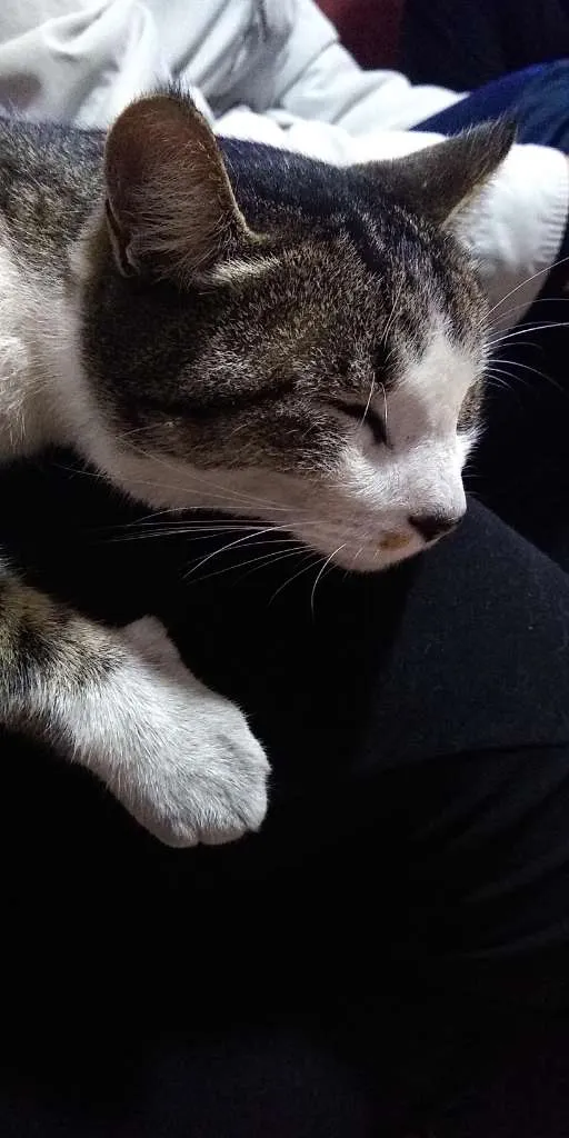 Gato ra a SRD idade 4 anos nome Luke
