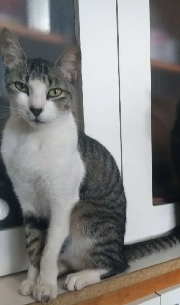 Gato ra a SRD idade 4 anos nome Luke