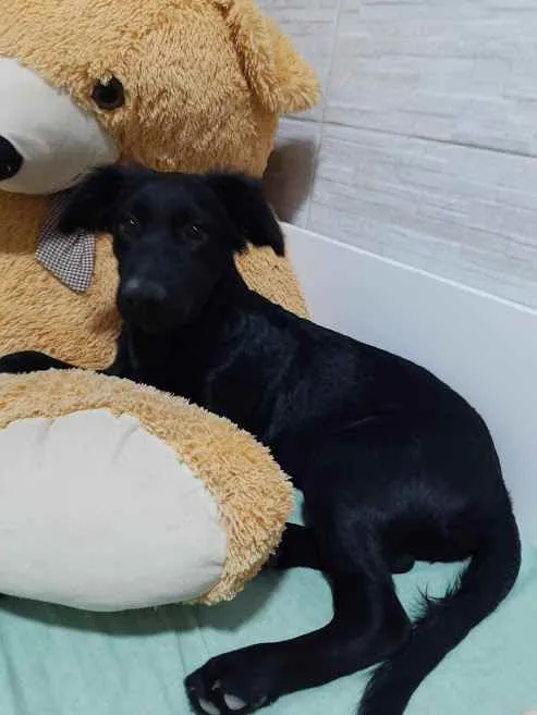 Cachorro ra a misturado com labrador  idade 2 a 6 meses nome fanny