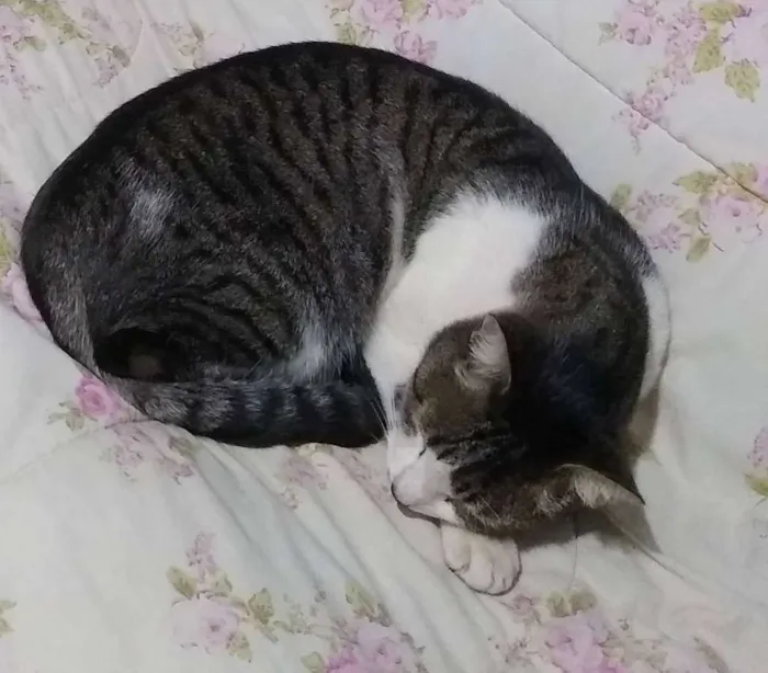 Gato ra a SRD idade 4 anos nome Luke
