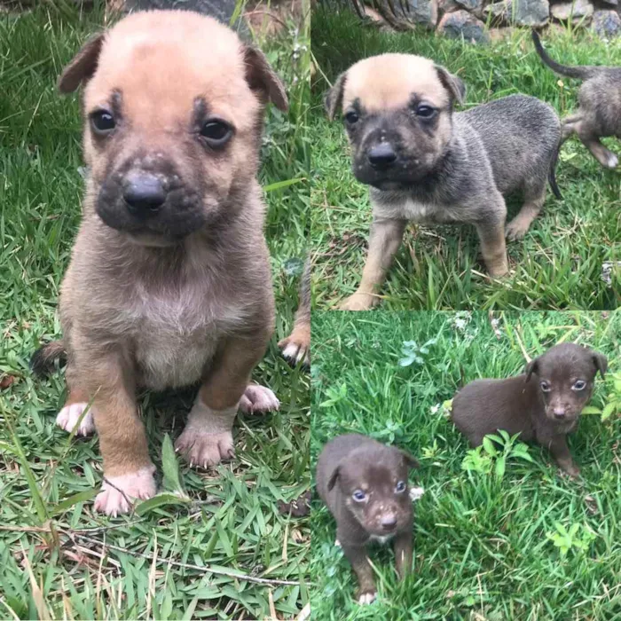 Cachorro raça SRD idade Abaixo de 2 meses nome Filhotes 