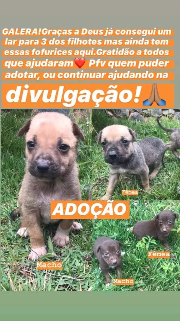 Cachorro raça SRD idade Abaixo de 2 meses nome Filhotes 