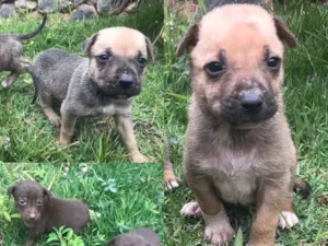 Cachorro raça SRD idade Abaixo de 2 meses nome Filhotes 