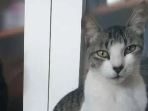 Gato raça SRD idade 4 anos nome Luke