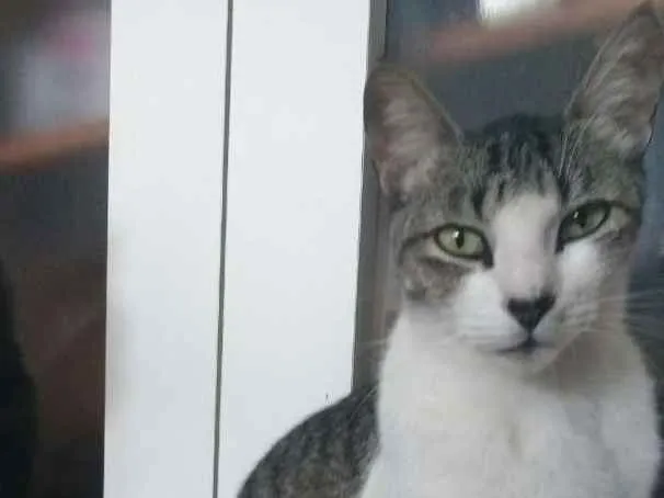 Gato ra a SRD idade 4 anos nome Luke