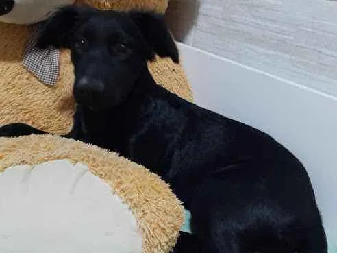 Cachorro ra a misturado com labrador  idade 2 a 6 meses nome fanny