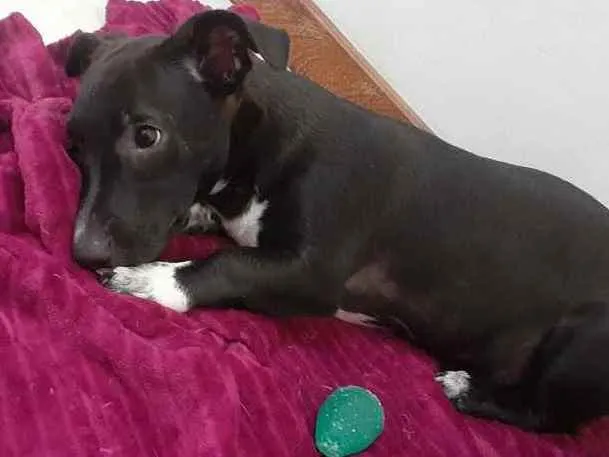 Cachorro ra a  idade 2 a 6 meses nome Não sei 