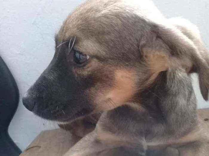 Cachorro ra a Vira lata idade 2 a 6 meses nome Suzy