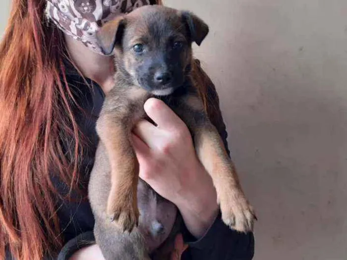 Cachorro ra a Srd idade Abaixo de 2 meses nome Brown