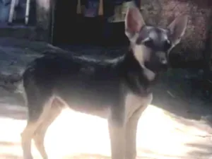 Cachorro raça srd idade 7 a 11 meses nome Rafa Nadal