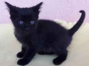 Gato raça SRD idade 2 a 6 meses nome Tino