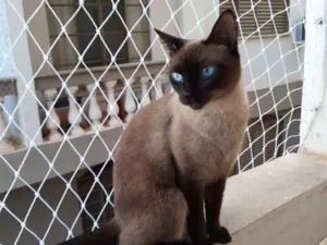 Gato raça SRD idade 3 anos nome Adultos e castrados.